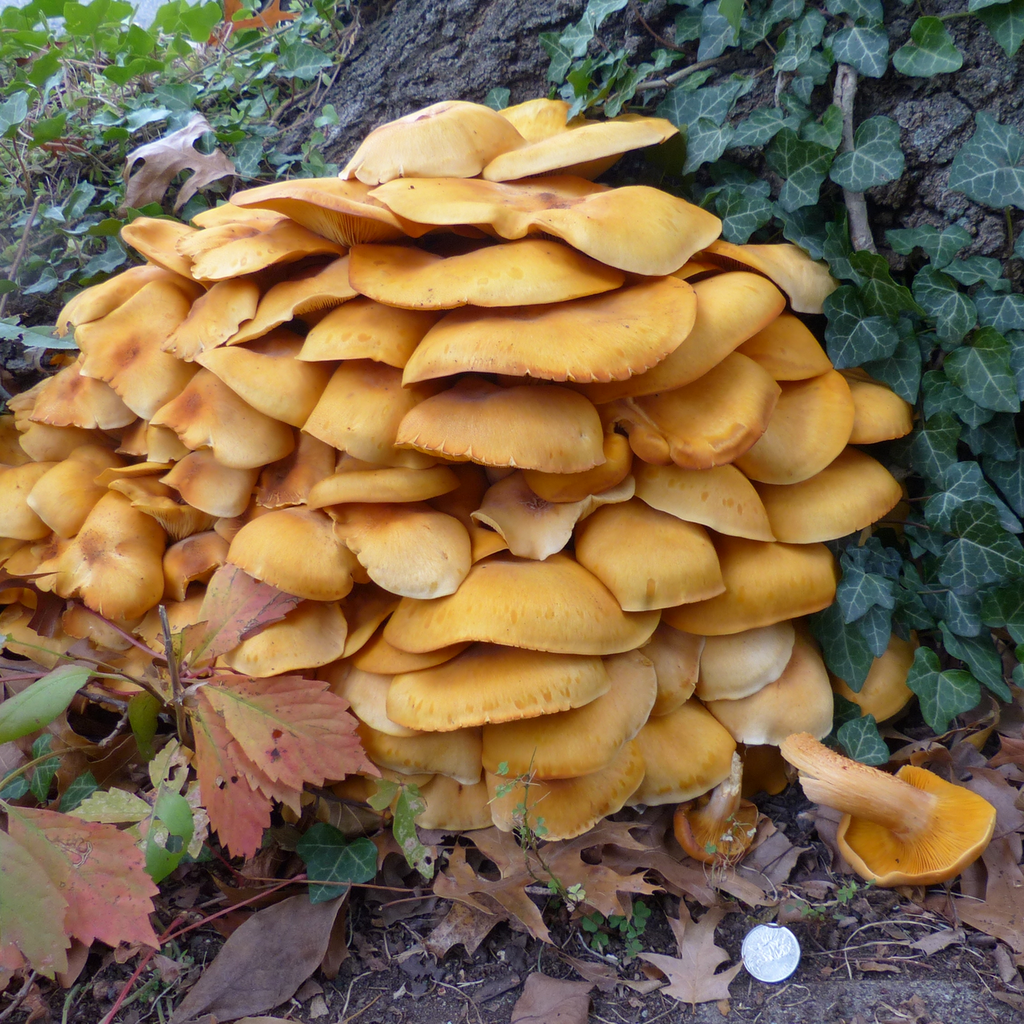 Large cluster of orange capped mushrooms