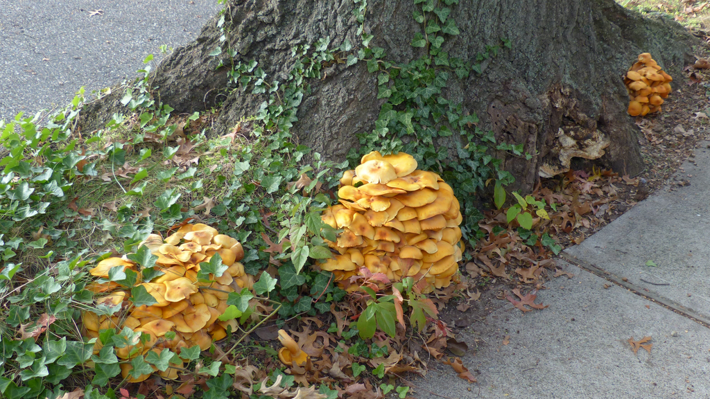 Clusters growing on a log