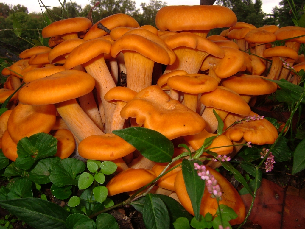 Several mushrooms with thick stems and orange caps