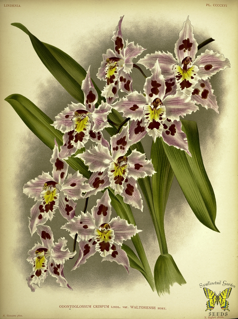 Botanical Drawing