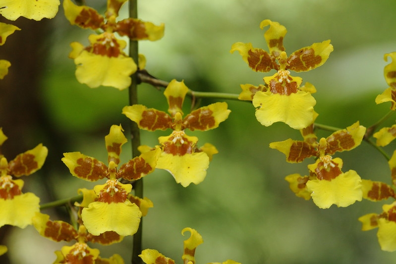 Many small yellow flowers with brown spots.