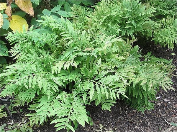 fern.