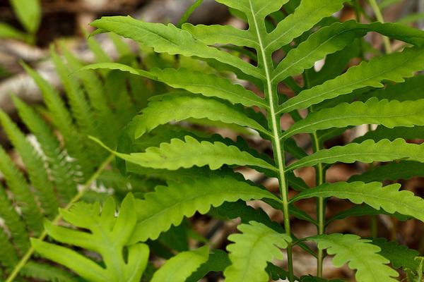 Onoclea sensibilis