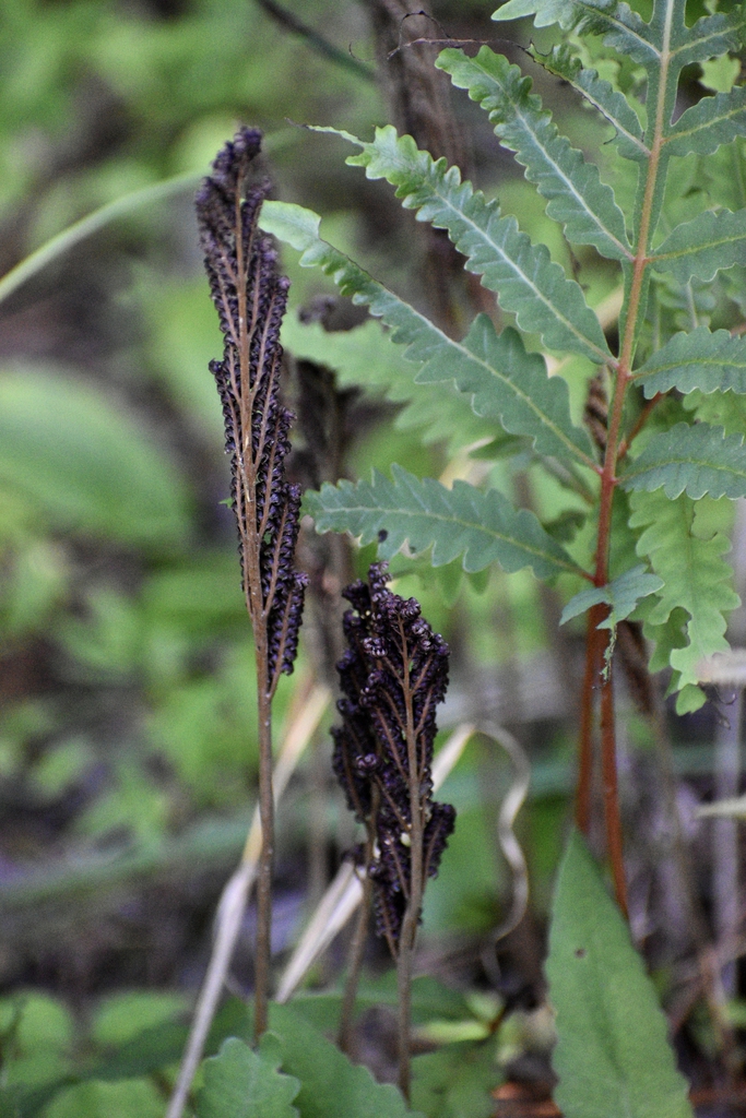 fertile and sterile fronds