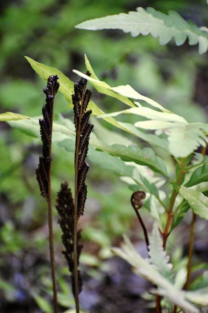 fertile and sterile fronds