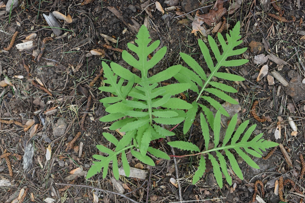 Leaves