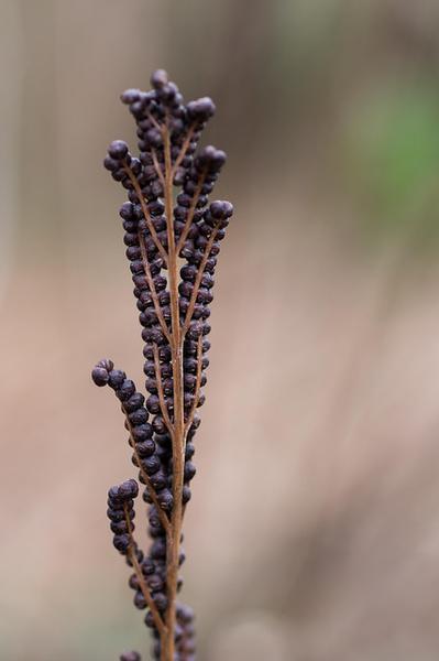 fertile frond.