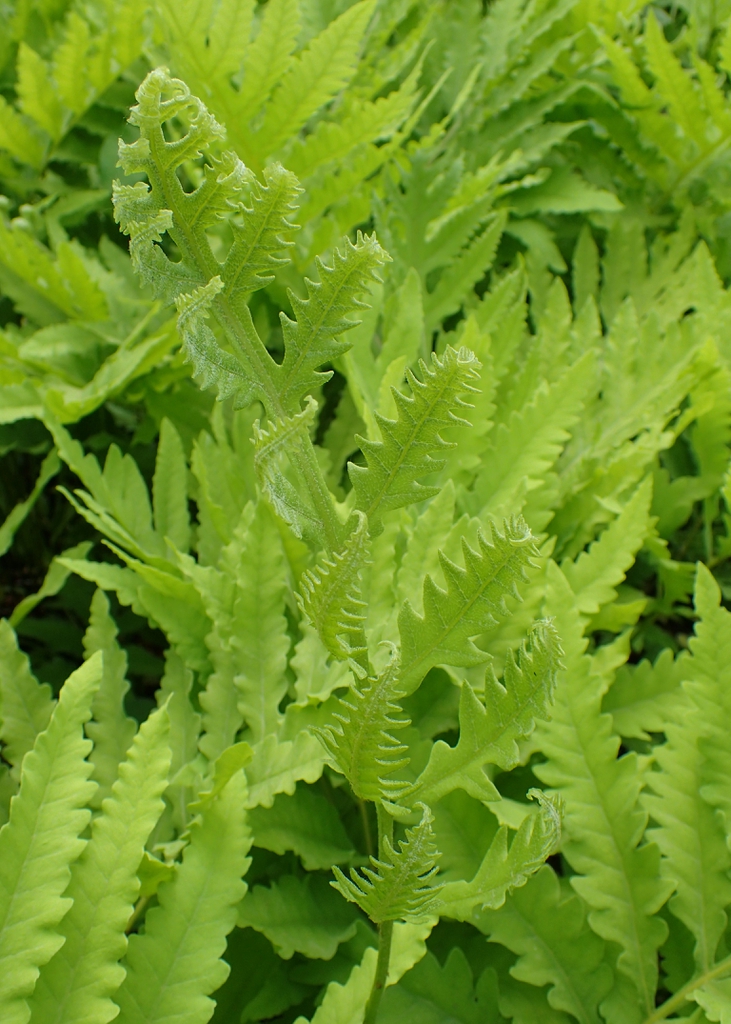 Onoclea sensibilis