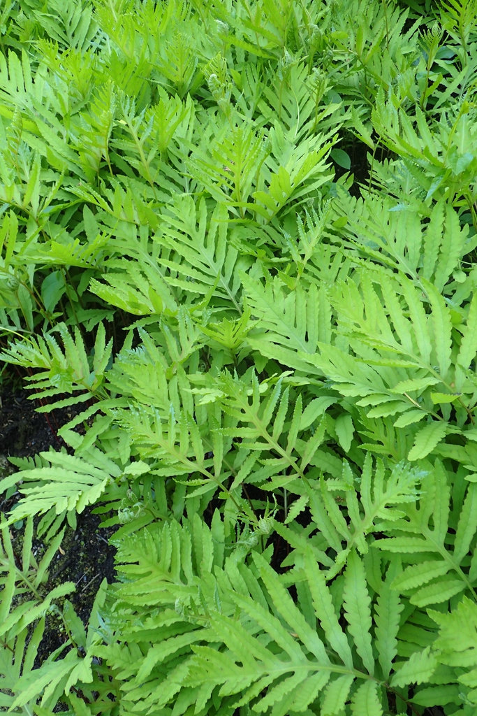 Leaves