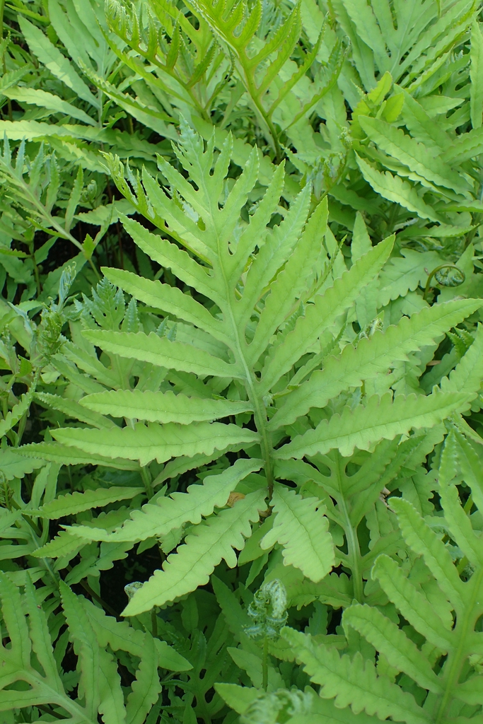 Leaves