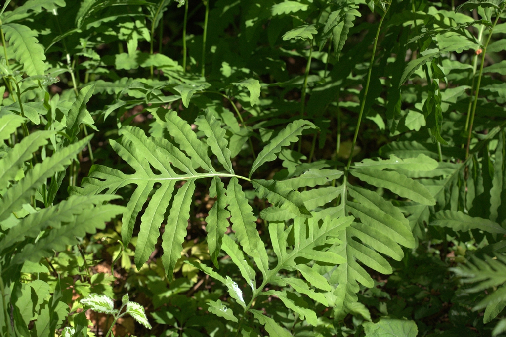 Onoclea sensibilis