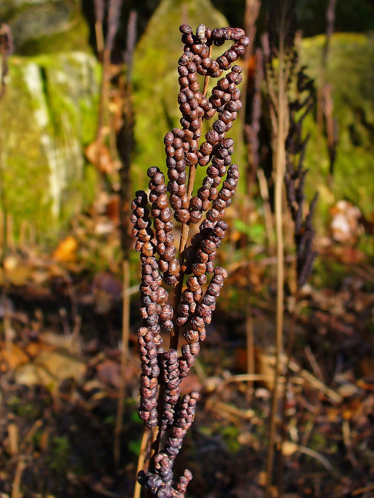 Close up of fertile fronds at the end of the growing season. The