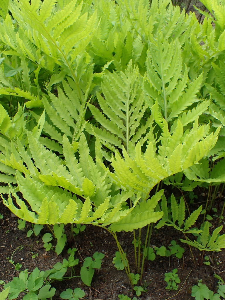Form