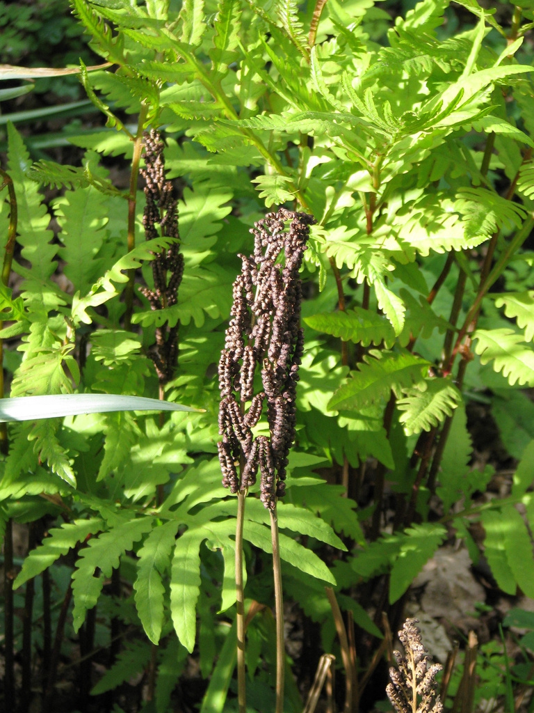 sterile fronds