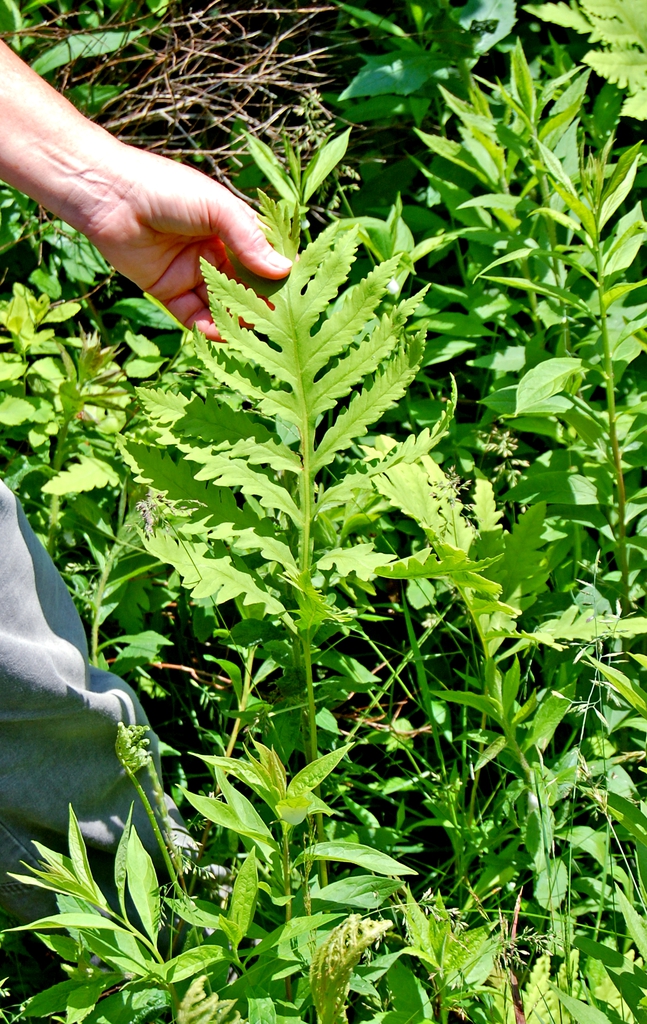 Form