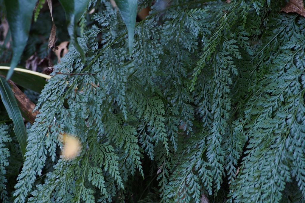 Onychium japonicum