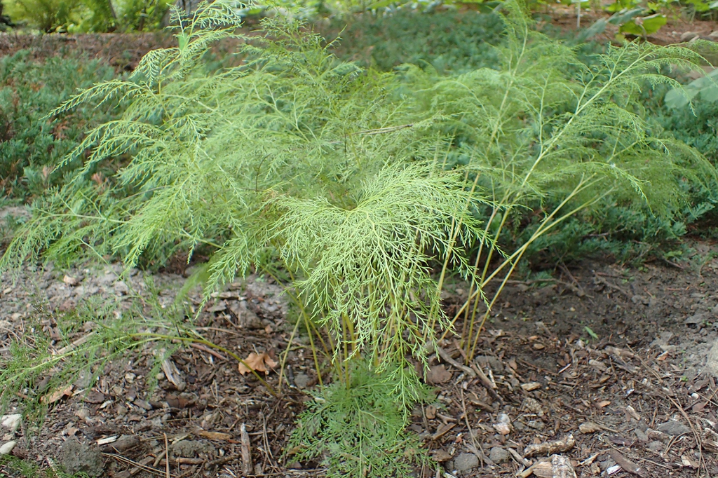 Onychium japonicum