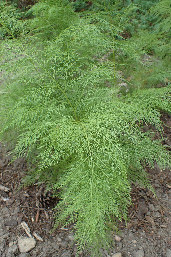 Onychium japonicum
