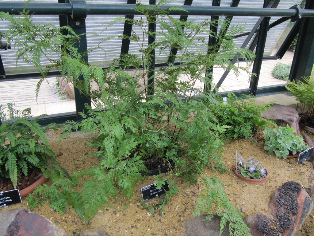 Onychium japonicum