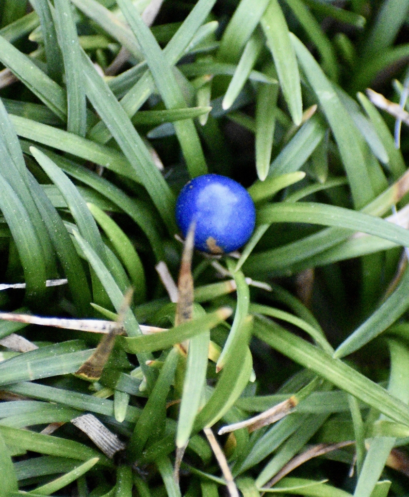 Berry - Winter - Warren Co., NC