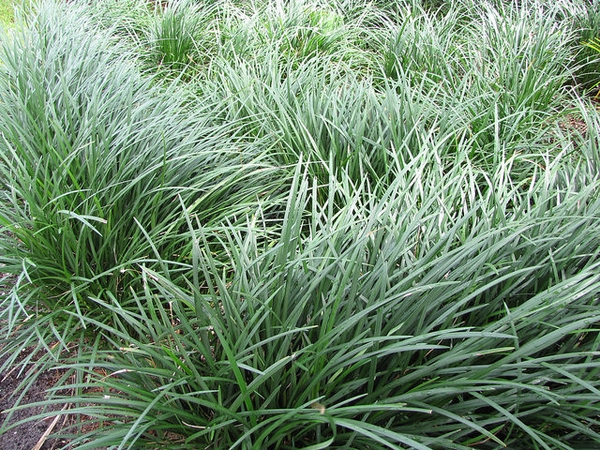 Ophiopogon japonicus