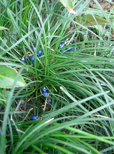 Ophiopogon japonicus