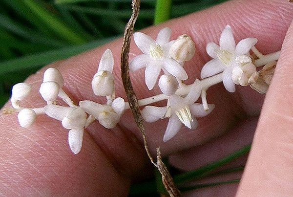 Ophiopogon japonicus