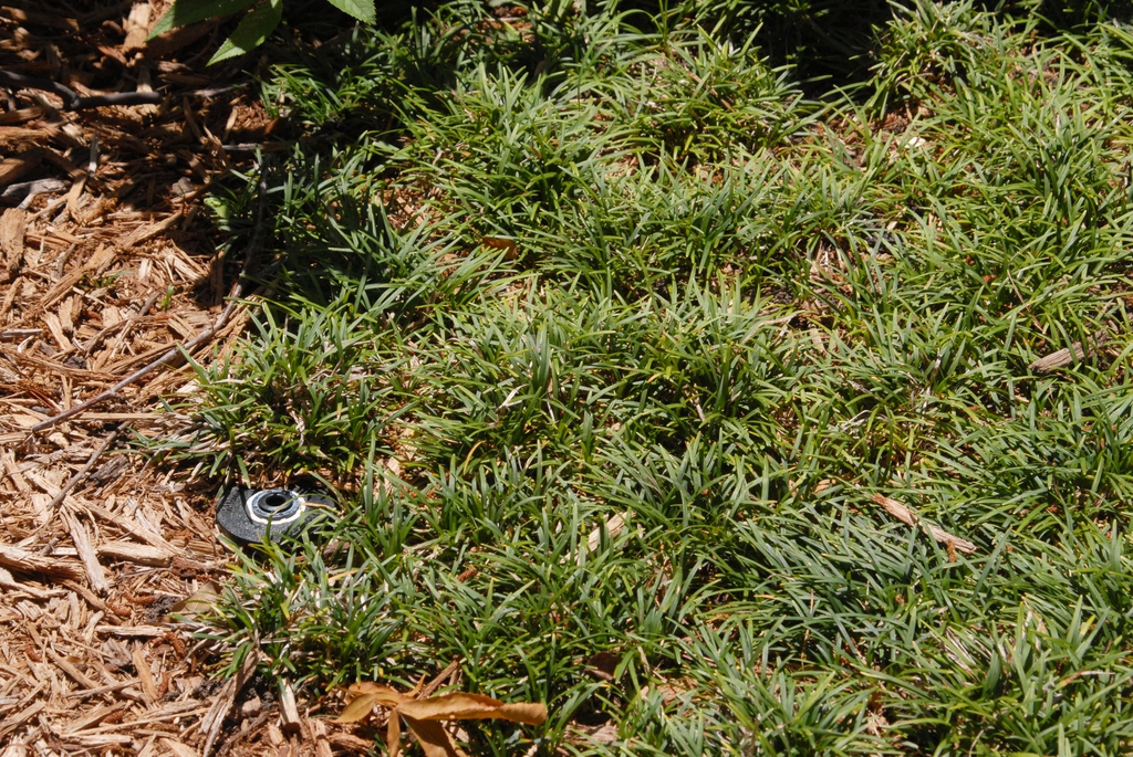 Ophiopogon japonica