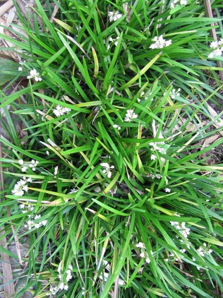 Ophiopogon japonicus