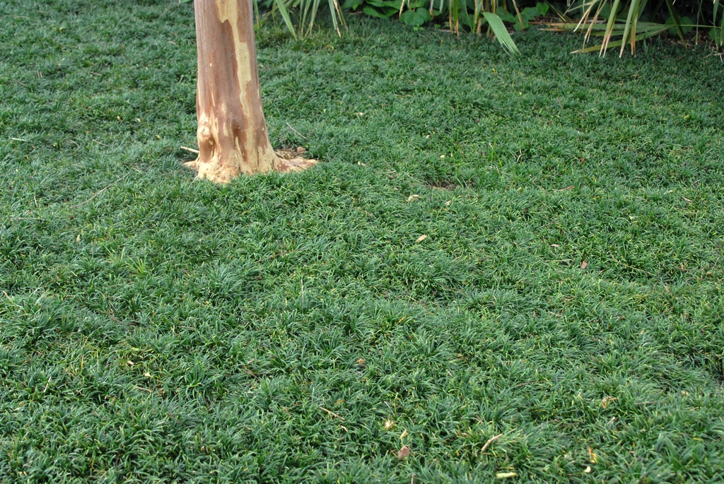 Ophiopogon japonicus 'Nana'