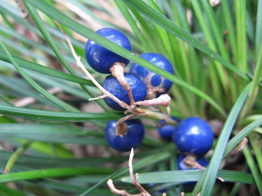 Blue fruits of the species