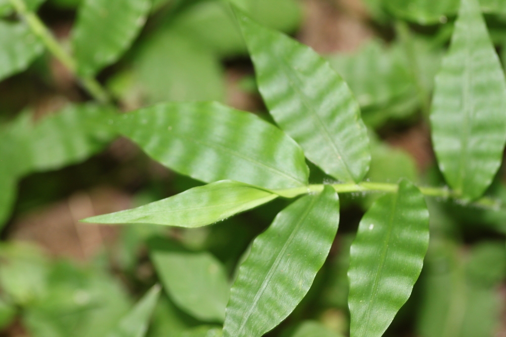 Wavy leaves and hairy stem