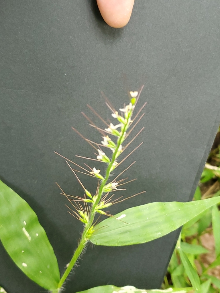 Inflorescence in Sept.
