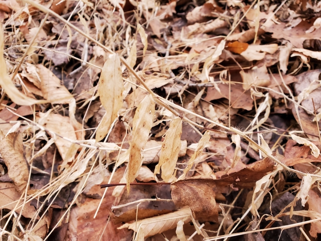 Leaves in winter