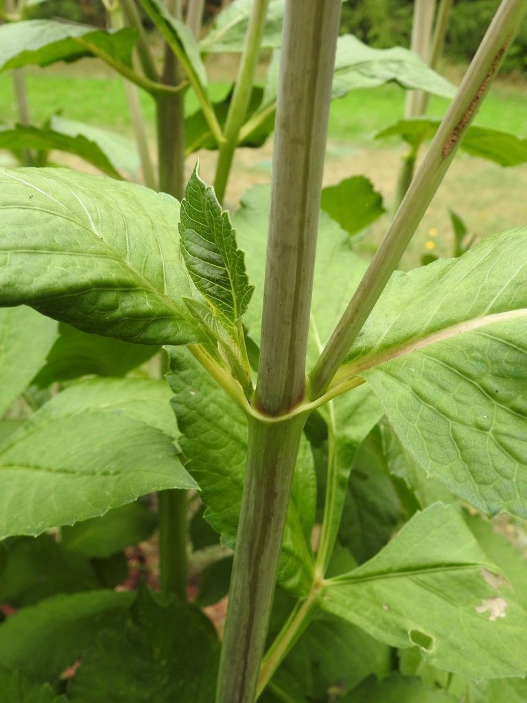 Stem bearing opposite leaves.