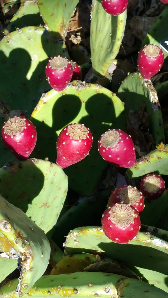 Fruit