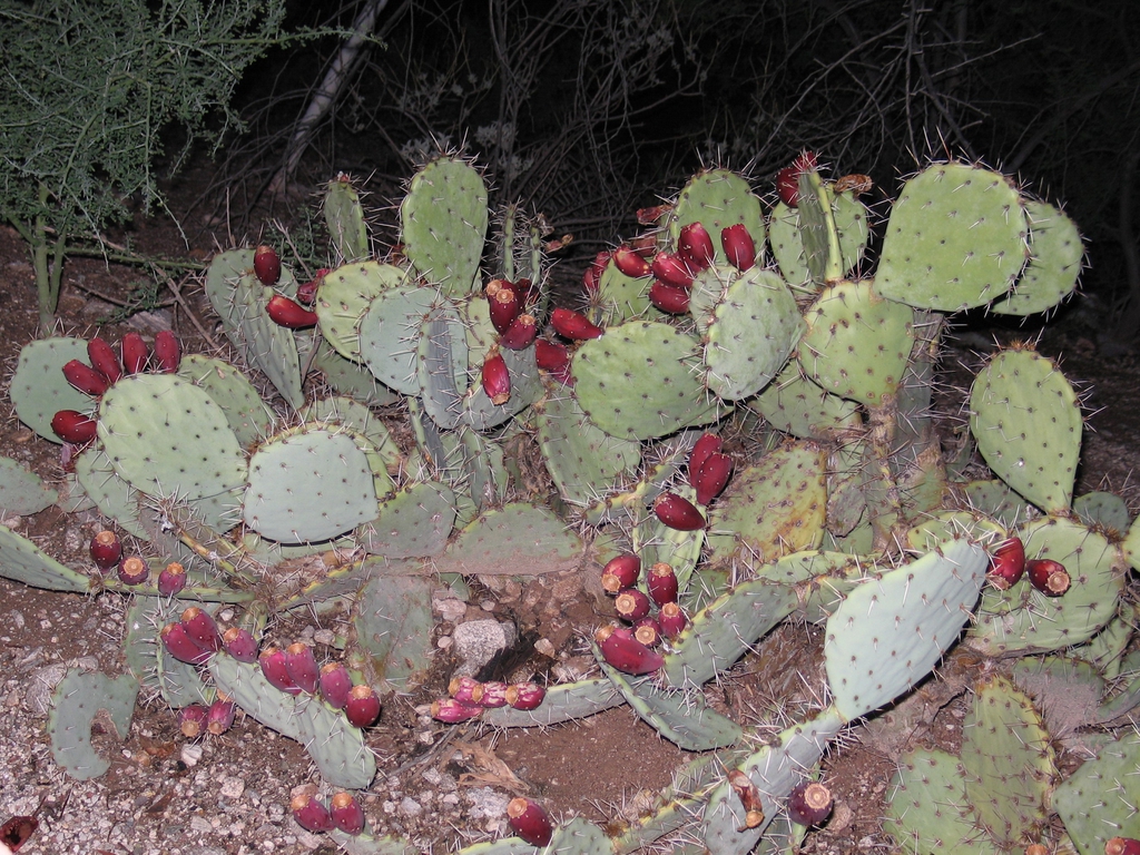 opuntia plant with fruit
