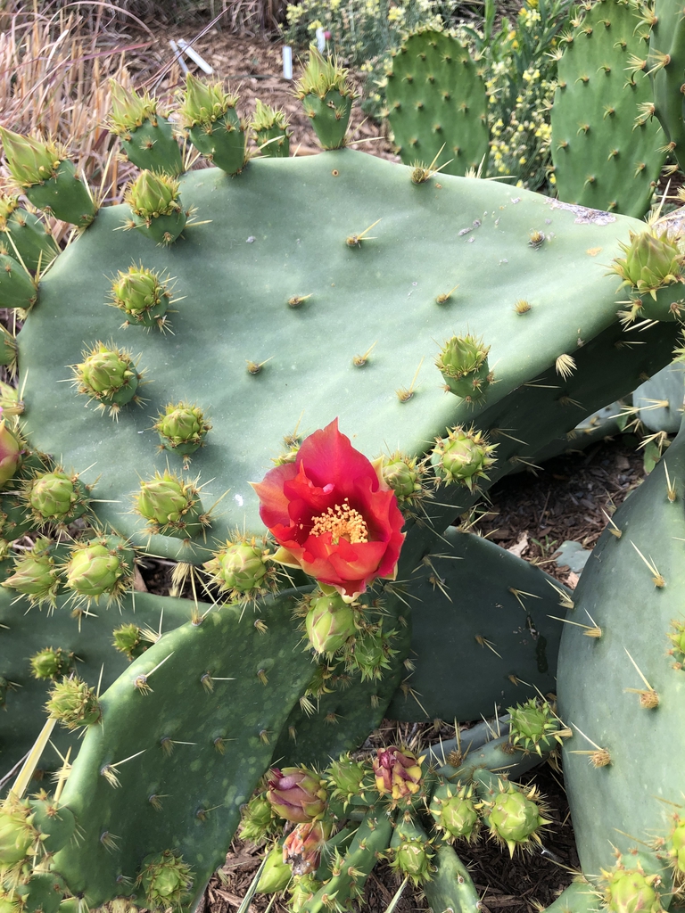 Opuntia