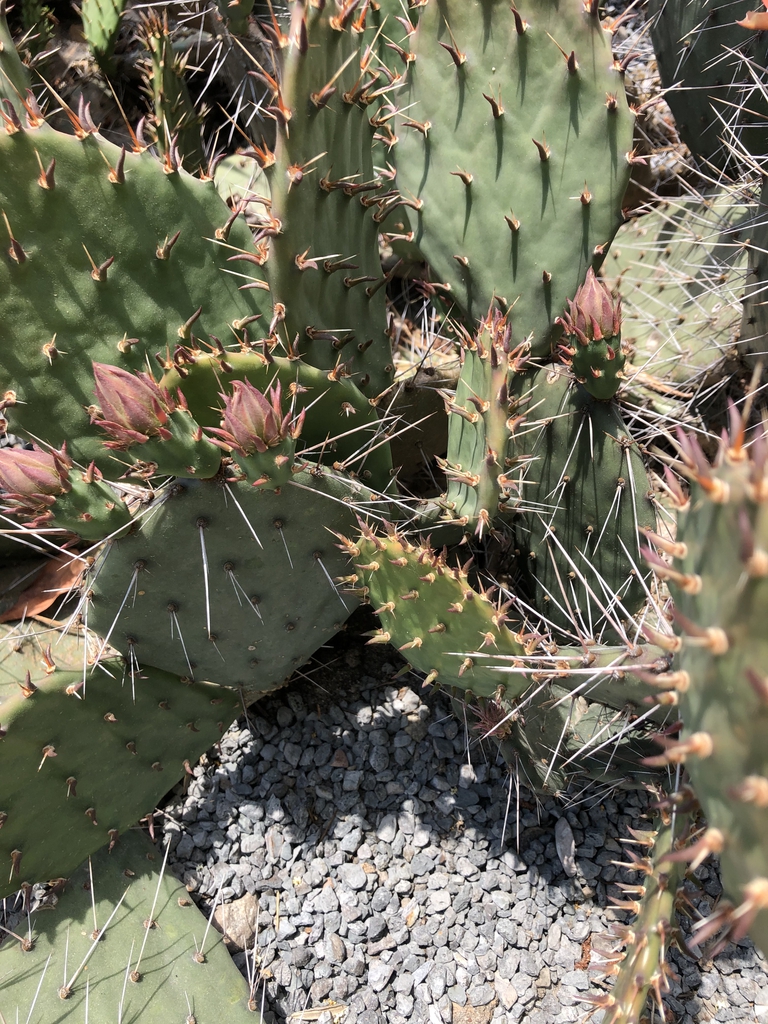 Opuntia