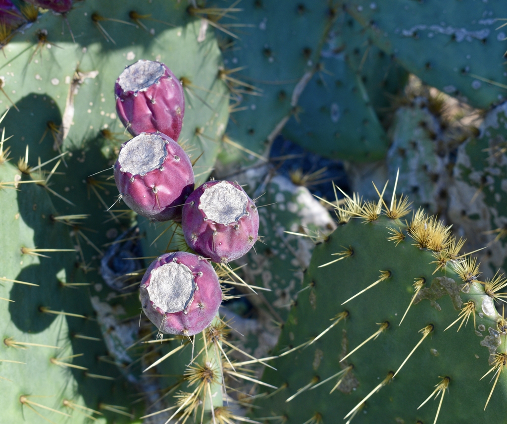 Prickly pair with spines and tiny barbed glochids