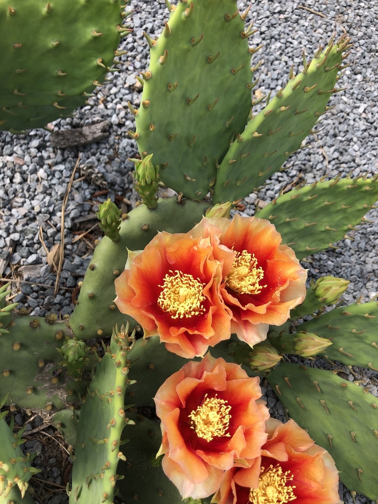 Tahita sunrise flowers orange and yellow