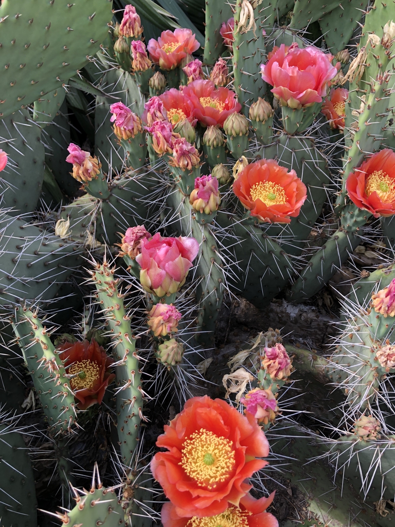 'Tahiti Sunrise', flowers, Wake Co, NC