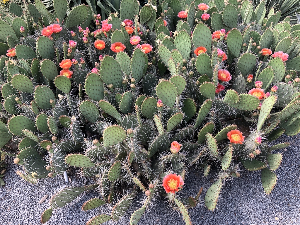 'Tahiti Sunrise', form, Wake Co, NC
