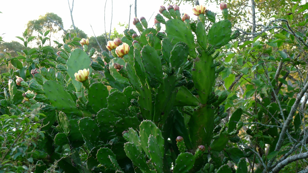 Opuntia Monacantha