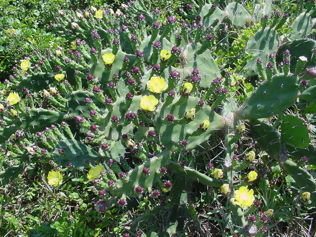 Opuntia Monacantha