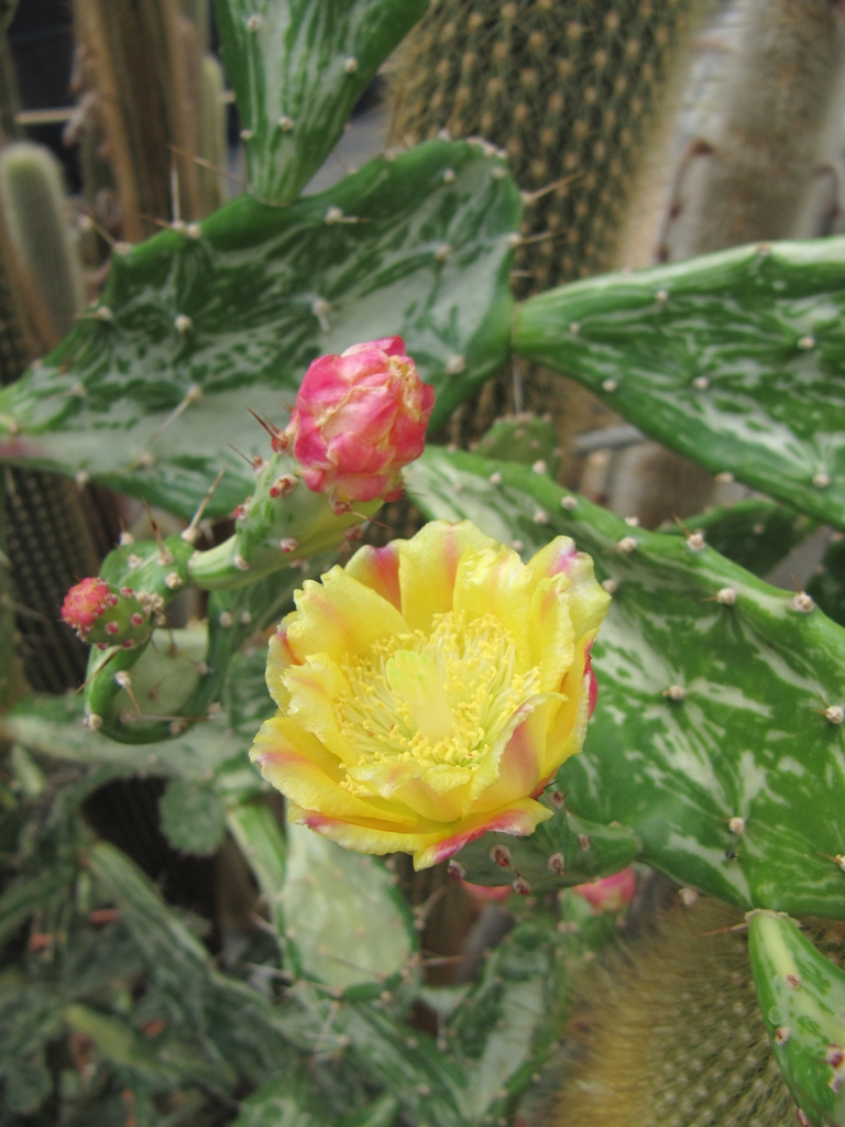 Opuntia Monacantha 'Variegata'