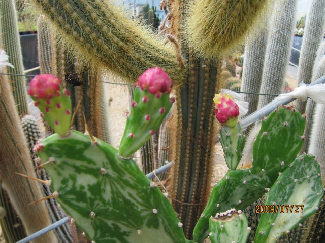 Opuntia Monacantha 'Variegata'