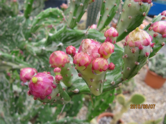 Opuntia Monacantha 'Variegata'