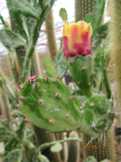 Opuntia Monacantha 'Variegata'