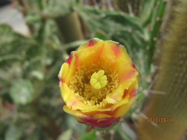 Opuntia Monacantha 'Variegata'